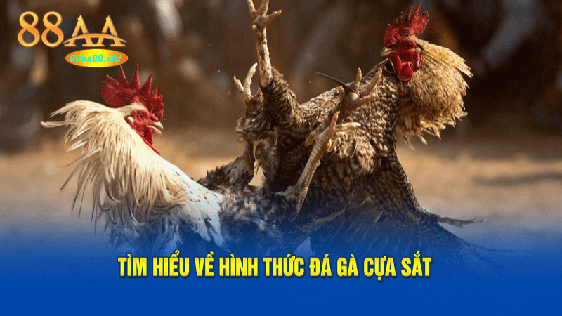 Hiểu rõ luật chơi đá gà cựa sắt tại 88aa