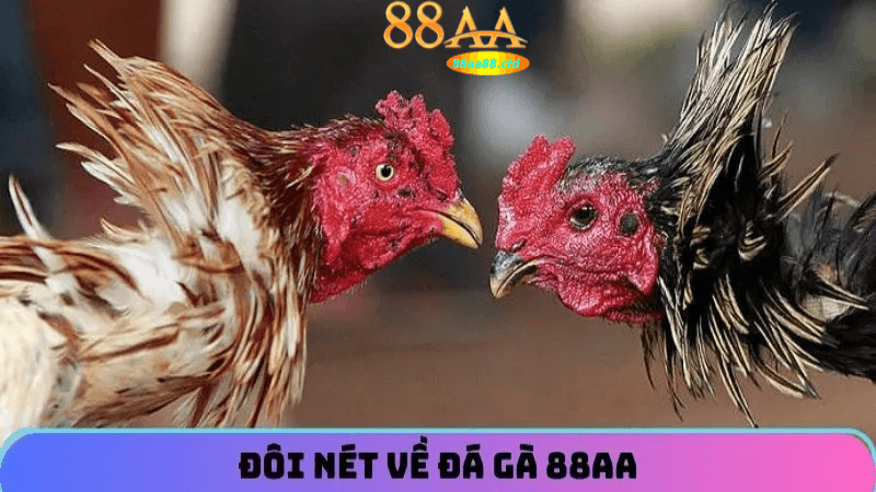 Những yếu tố quyết định thành công trong đá gà thomo 88aa.